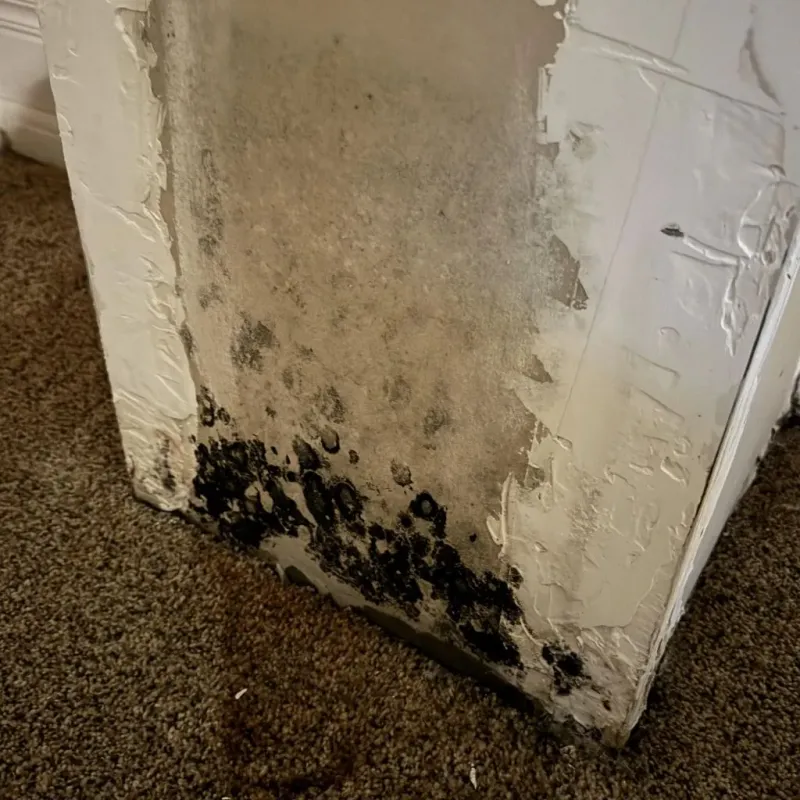 Professional Mold Removal in Parkwood, CA